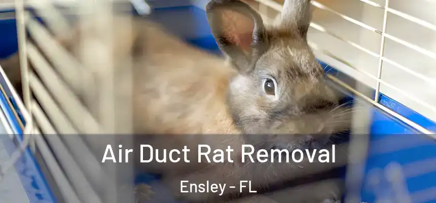  Air Duct Rat Removal Ensley - FL